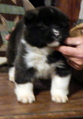 Akita Puppy for sale in FAYETTEVILLE, OH, USA