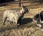 Small Photo #1 French Bulldog Puppy For Sale in CULPEPER, VA, USA