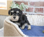 Small #2 Schnauzer (Miniature)