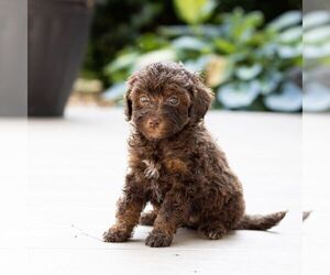 Poodle (Miniature) Puppy for sale in LEOLA, PA, USA