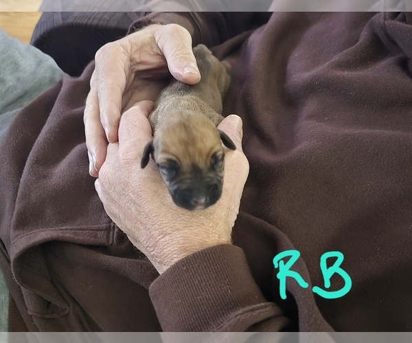 Medium Photo #1 Rhodesian Ridgeback Puppy For Sale in ALBA, TX, USA