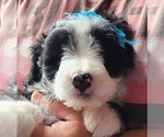 Puppy 2 Border Collie-Poodle (Miniature) Mix