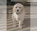 Small Photo #6 Golden Retriever Puppy For Sale in PARTRIDGE, KS, USA