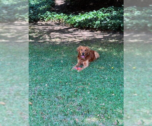 Medium Photo #4 Golden Retriever Puppy For Sale in Agoura Hills, CA, USA