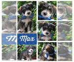 Small #1 Maltipoo-Schnoodle (Standard) Mix