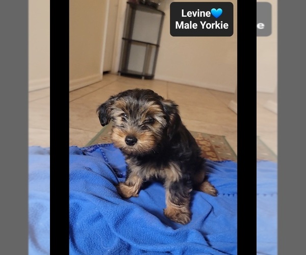 Medium Photo #2 Yorkshire Terrier Puppy For Sale in TUCSON, AZ, USA