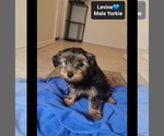 Small #1 Yorkshire Terrier