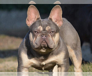 Father of the French Bulldog puppies born on 11/20/2022