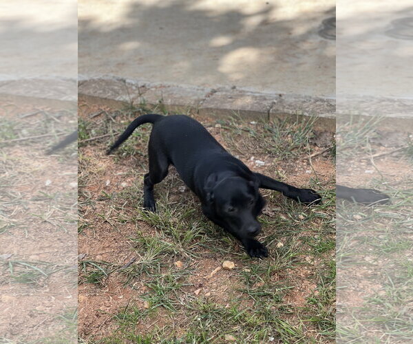 Medium Photo #3 Catahoula Leopard Dog-Labrador Retriever Mix Puppy For Sale in Lakemont, GA, USA