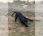Small Photo #3 Catahoula Leopard Dog-Labrador Retriever Mix Puppy For Sale in Lakemont, GA, USA
