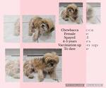 Small #1 Shih Tzu Mix