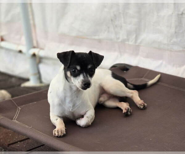 Medium Photo #4 Chihuahua Puppy For Sale in Sandy, UT, USA