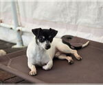 Small #3 Chihuahua