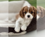 Small Photo #7 Cavalier King Charles Spaniel Puppy For Sale in RIVERSIDE, CA, USA