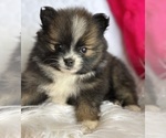 Small #2 Pomeranian