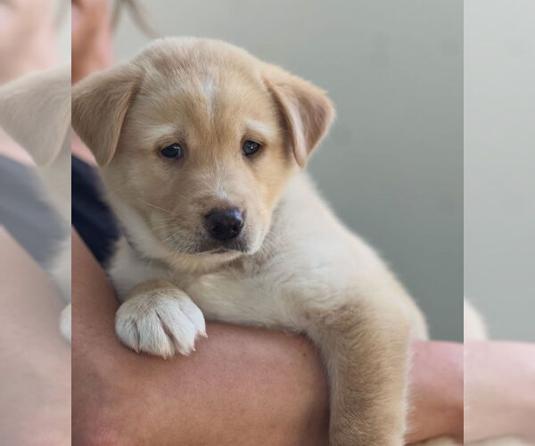 Medium Photo #1 Bernese Mountain Dog-Unknown Mix Puppy For Sale in Dana Point, CA, USA
