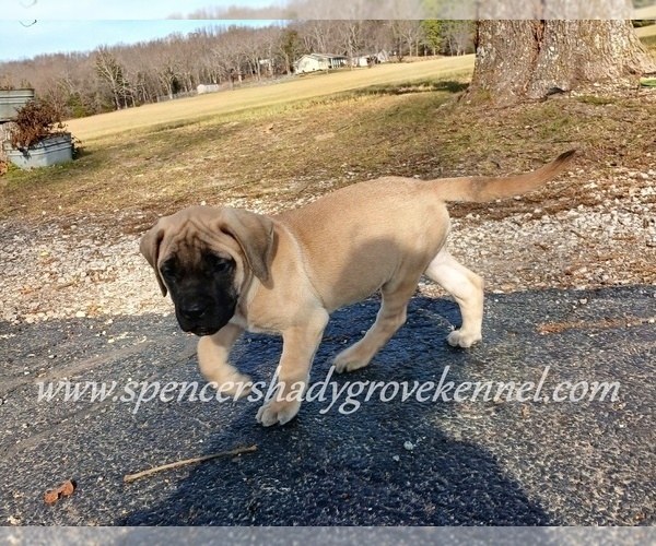 Medium Photo #12 Mastiff Puppy For Sale in CABOOL, MO, USA