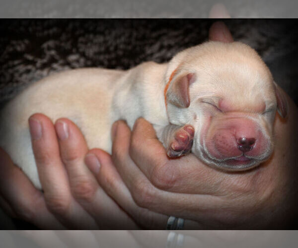 Medium Photo #4 Labrador Retriever Puppy For Sale in HAMILTON, MT, USA