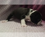 Small #4 Olde English Bulldogge