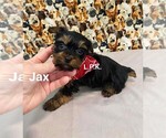 Image preview for Ad Listing. Nickname: Tiny Jax