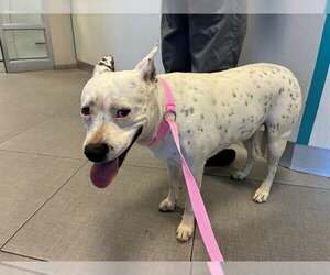 Mutt Dogs for adoption in Rancho Cucamonga, CA, USA