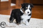 Small Photo #5 Miniature Australian Shepherd Puppy For Sale in OAKLEY, KS, USA