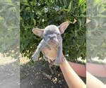 Small Photo #5 French Bulldog Puppy For Sale in VALLEJO, CA, USA