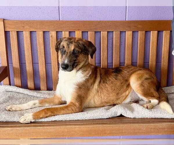 Medium Photo #2 Catahoula Leopard Dog-Collie Mix Puppy For Sale in Genesee, WI, USA