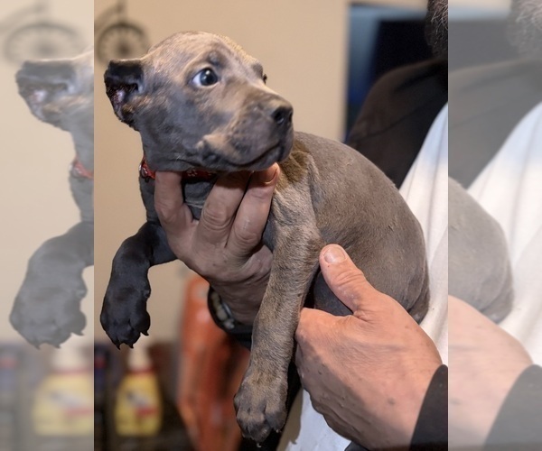 Medium Photo #13 Cane Corso Puppy For Sale in ANDERSON, IN, USA