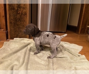German Shorthaired Pointer Puppy for sale in CLAREMONT, NC, USA