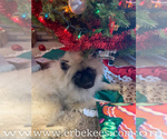 Small Photo #21 Keeshond Puppy For Sale in FAYETTEVILLE, TN, USA
