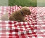 Small Photo #6 Golden Retriever Puppy For Sale in BOWLING GREEN, KY, USA