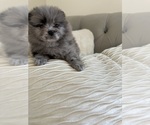 Small #2 Pomeranian
