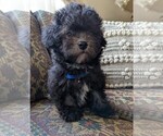 Small Photo #10 Maltese-Poodle (Toy) Mix Puppy For Sale in TEMECULA, CA, USA