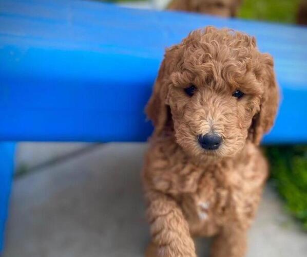 Medium Photo #4 Goldendoodle Puppy For Sale in PERRIS, CA, USA