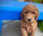 Small Photo #4 Goldendoodle Puppy For Sale in PERRIS, CA, USA