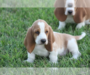 Medium Basset Hound