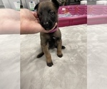 Small Photo #145 Belgian Malinois Puppy For Sale in REESEVILLE, WI, USA