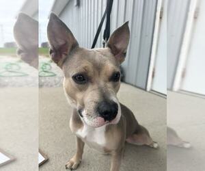 American Pit Bull Terrier Dogs for adoption in Evansville, IN, USA