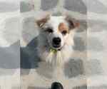 Small #2 pomeranian spitz Mix