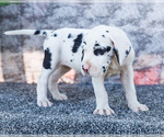 Small Photo #43 Great Dane Puppy For Sale in WAKARUSA, IN, USA