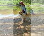 Small #4 Great Pyrenees