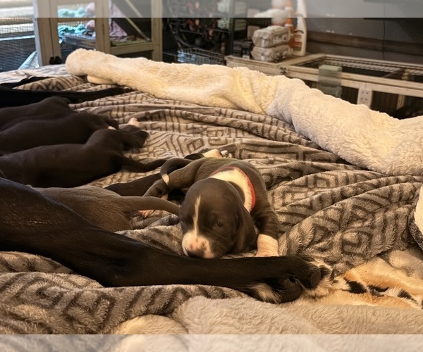 Medium Photo #1 Basset Hound-Great Dane Mix Puppy For Sale in KEANSBURG, NJ, USA