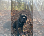 Small Photo #1 Cane Corso-Mastiff Mix Puppy For Sale in FERGUSON, NC, USA