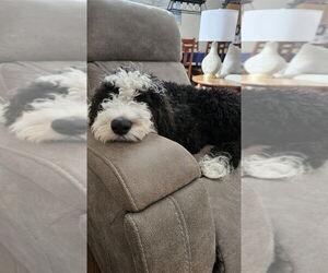 Sheepadoodle Dogs for adoption in Springdale, PA, USA