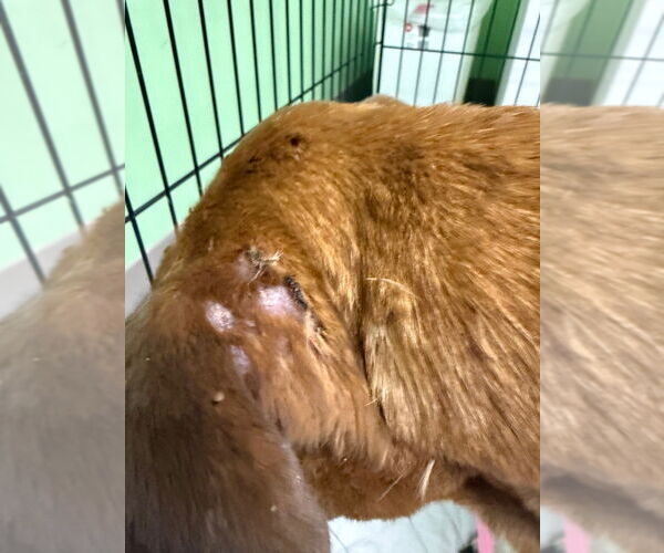 Medium Photo #4 Mutt Puppy For Sale in La Porte, IN, USA