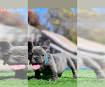Image preview for Ad Listing. Nickname: Micro frenchies