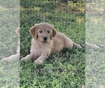 Small Photo #11 Goldendoodle Puppy For Sale in IONIA, KS, USA