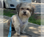 Small #1 Mutt
