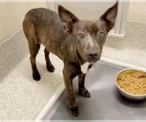 German Shepherd Dog-Unknown Mix Dogs for adoption in Houston, TX, USA